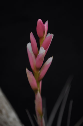 ブロメリア コレクション Tillandsia milagrensis-