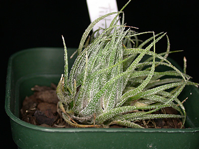 Tillandsia sprengeliana  スプレンゲリアナ　臨海型